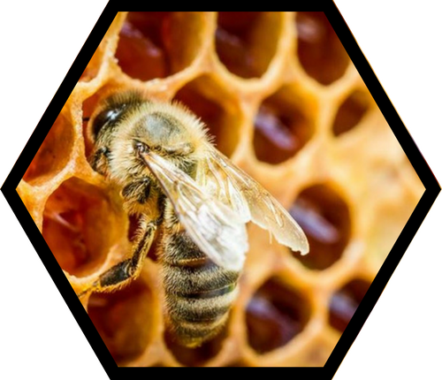 Hooray for the Honeybee!